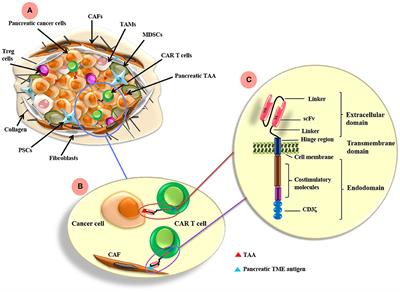 Genetic Redirection of T Cells for the Treatment of Pancreatic Cancer